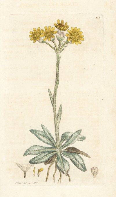 Bjergloppeurt, Tephroseris integrifolia (Cineraria integrifolia). Håndfarvet kobberstik af James Sowerby fra James Smith