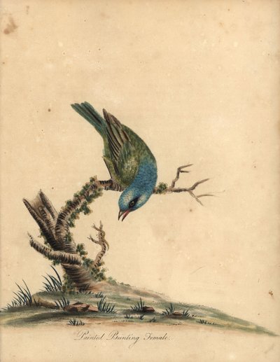 Malet gunting, Passerina ciris, hun. Nær truet. Håndfarvet kobberstik af en illustration af William Hayes fra Portraits of Rare and Curious Birds from the Menagery of Osterly Park (London: Bulmer af William Hayes