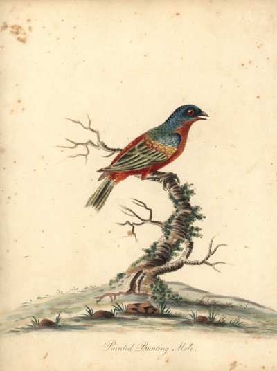 Malet gunting, Passerina ciris, han. Nær truet. Håndfarvet kobberstik af en illustration af William Hayes fra Portraits of Rare and Curious Birds from the Menagery of Osterly Park (London: Bulmer af William Hayes