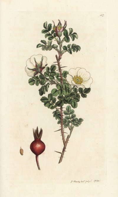 Lyserød brændt, Rosa spinosissima. Håndfarvet kobberstik af James Sowerby fra James Smith