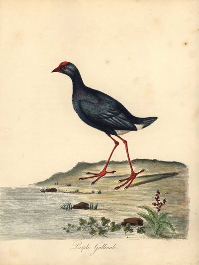 Lilla sumpen, Porphyrio porphyrio. (Purple gallinule, Fulica porphyrio) Håndfarvet kobberstik af en illustration af William Hayes fra Portraits of Rare and Curious Birds from the Menagery of Osterly Park (London: Bulmer af William Hayes