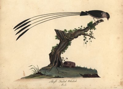 Skafthale hvorfor, Vidua regia. (Shaft-tailed whidah, Emberiza regia) Håndfarvet kobberstik af en illustration af William Hayes og hans datter M (Matilda) fra Portraits of Rare and Curious Birds from the Menagery of Osterly Park, London: af William Hayes