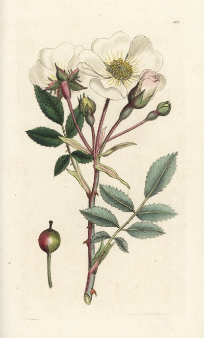 Hvid hunderose, Rosa arvensis. Håndfarvet kobberstik af James Sowerby fra James Smith