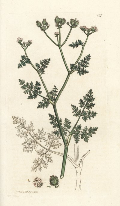 Hvid blondeblomst, Orlaya grandiflora (Lille caucalis eller basardpersille, Caucalis daucoides). Håndfarvet kobberstik af James Sowerby fra James Smith