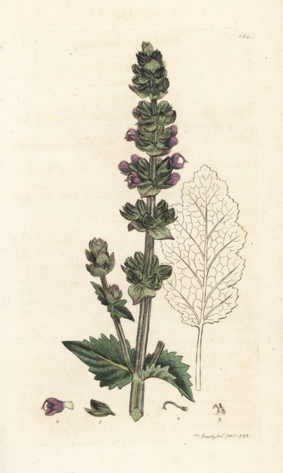 Vild engelsk clary, Salvia verbenaca. Håndfarvet kobberstik af James Sowerby fra James Smith