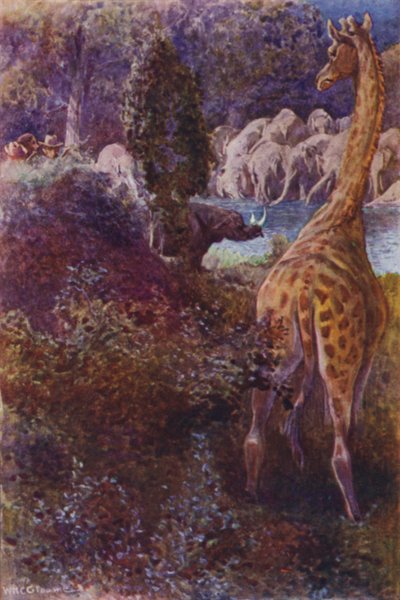 Illustration til Gorilla Hunters af RM Ballantyne (farve litho) af William Henry Charles Groome