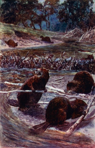 "De bygger en dæmning på tværs af åen" (farve litho) af William Henry Charles Groome