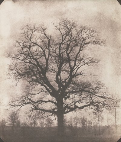 Et egetræ om vinteren, ca. 1892-93 (kalotype negativ) af William Henry Fox Talbot