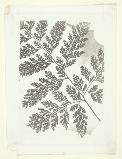 Gren af en bregne af William Henry Fox Talbot