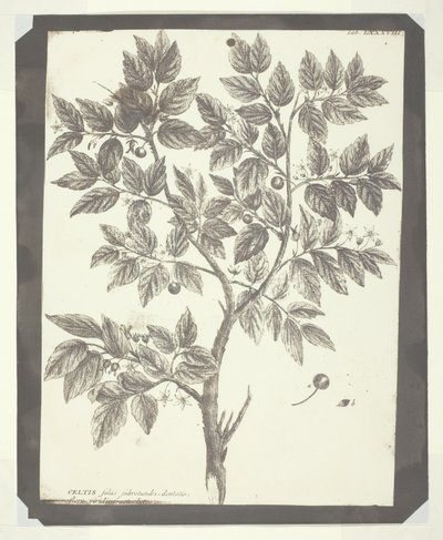 Kopi af botanisk indgravering af "Celtis" af William Henry Fox Talbot