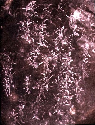 Honeysuckle, juni 1840 (sepia foto) af William Henry Fox Talbot