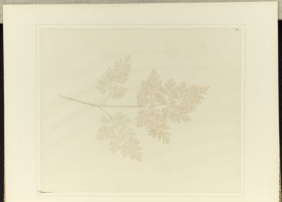 Blad af en plante af William Henry Fox Talbot