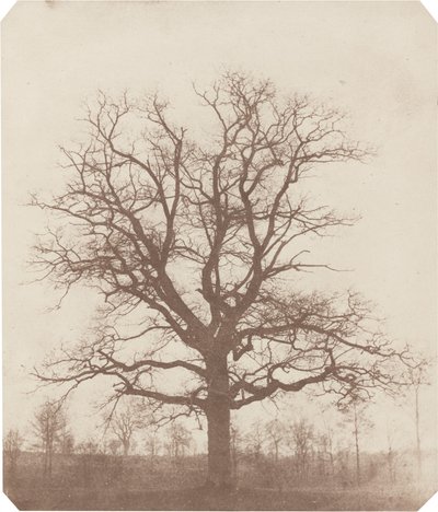 Egetræ af William Henry Fox Talbot