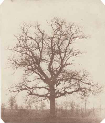 Egetræ, midt i 1840