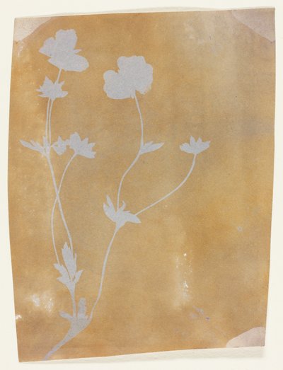 Stængel af blade og blomster af William Henry Fox Talbot