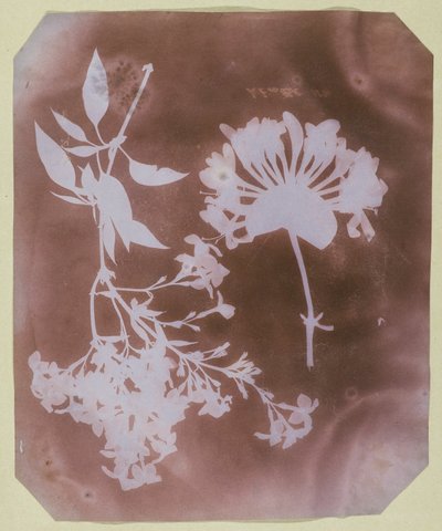 To planteeksemplarer af William Henry Fox Talbot