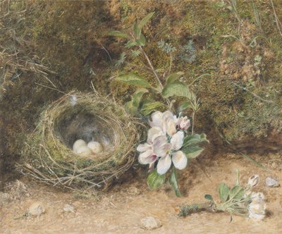 Fuglerede med æbleblomster, ca. 1845-50 (kropsfarve og wc med kridt og tyggegummi på papir) af William Henry Hunt