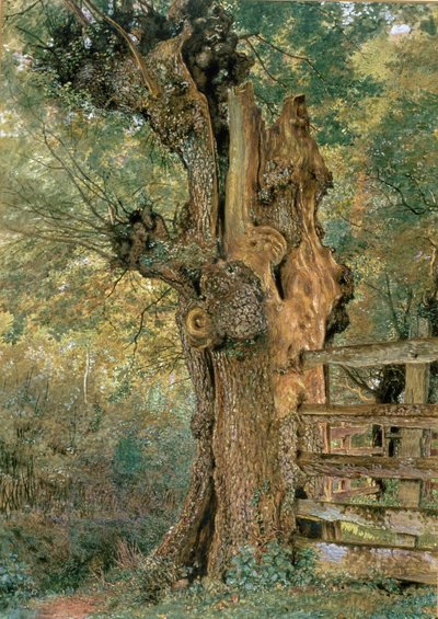 Pollard-elm i udkanten af landsbypundet af William Henry Hunt