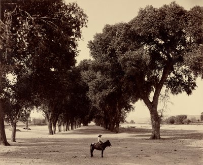 [Calle de Guadeloupe, Chihuahua, Mexico] af William Henry Jackson