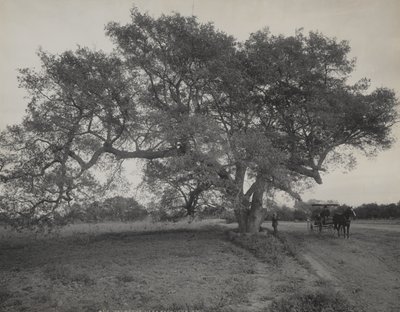 Oak Grove i nærheden af Pasadena, Californien af William Henry Jackson