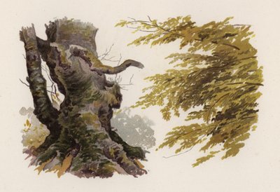 Træer: Bøgen (farve litho) af William Henry James (after) Boot