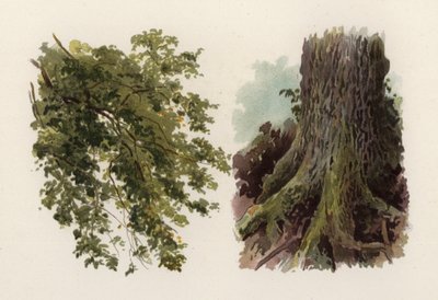 Træer: Elmen (farve litho) af William Henry James (after) Boot