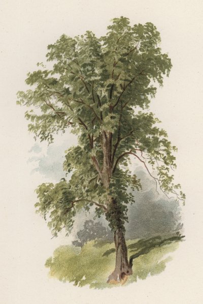 Træer: Elm (farve litho) af William Henry James (after) Boot