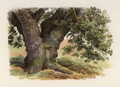 Træer: Egen (farve litho) af William Henry James (after) Boot