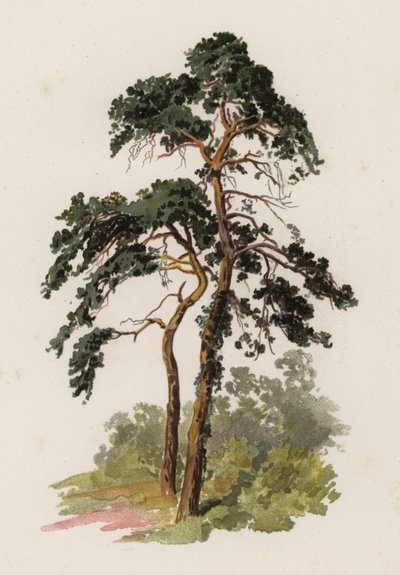 Træer: Scotch Gran (farve litho) af William Henry James (after) Boot
