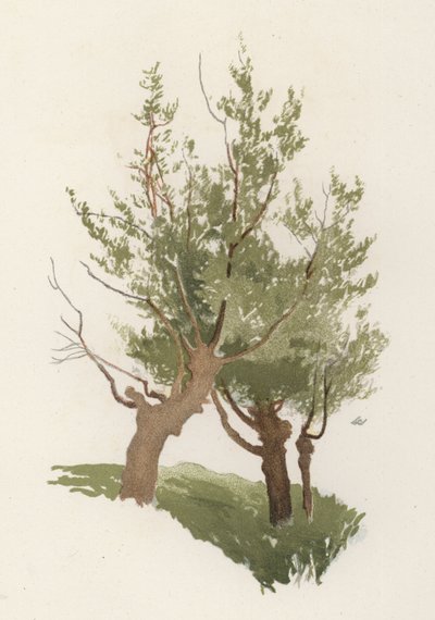 Træer: Pilen (farve litho) af William Henry James (after) Boot