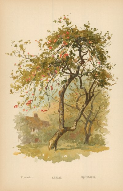 Æble af William Henry James Boot