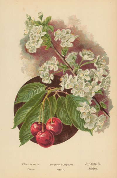 Kirsebær-blomst. Frugt af William Henry James Boot