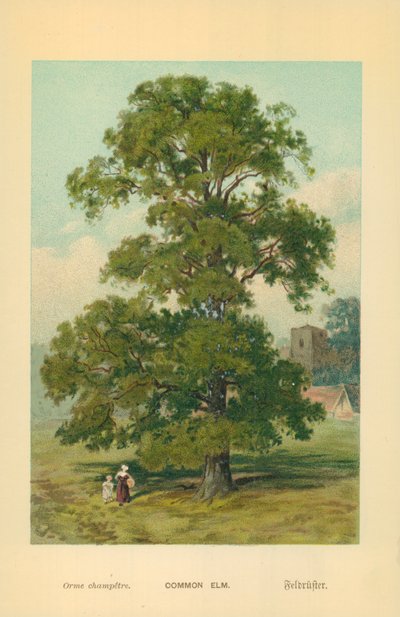 Almindelig Elm af William Henry James Boot