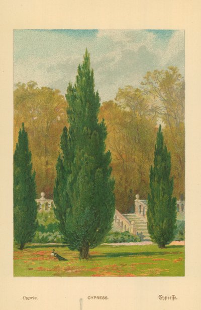 Cypress af William Henry James Boot