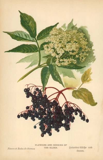 Ældres blomster og bær af William Henry James Boot