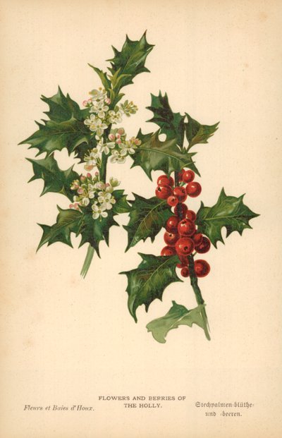 Hollyens blomster og bær af William Henry James Boot