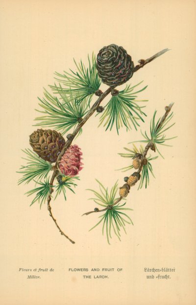 Lærkens blomster og frugter af William Henry James Boot
