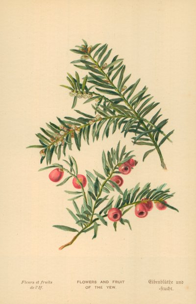 Taksens blomster og frugter af William Henry James Boot