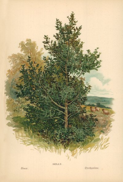 Holly af William Henry James Boot