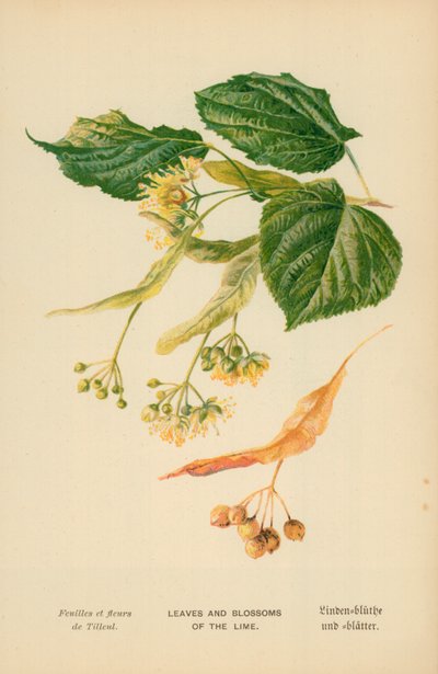 Blade og Blomster af Lime af William Henry James Boot