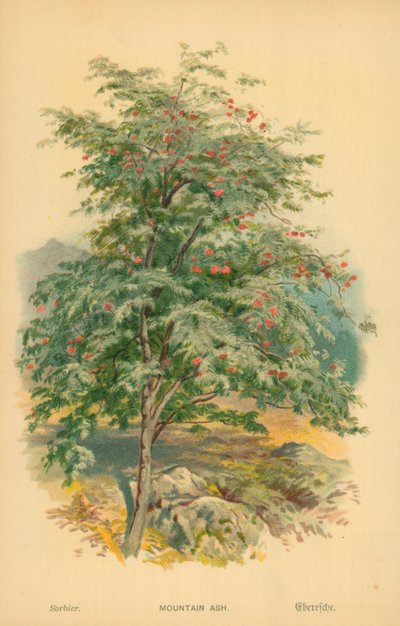 Bjergaske af William Henry James Boot