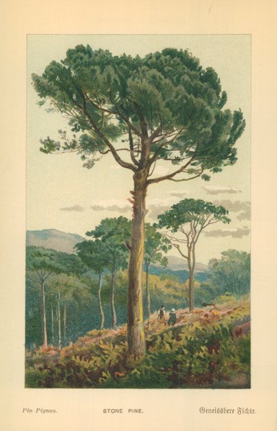 Stenfyr af William Henry James Boot