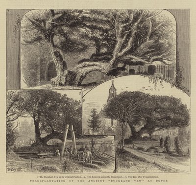 Transplantation af den gamle Buckland taks ved Dover af William Henry James Boot