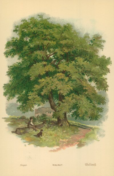 Valnød af William Henry James Boot