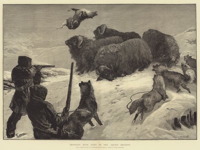 Skydning af moskusokser i de arktiske områder af William Heysham Overend