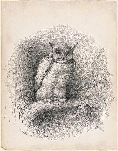 Ugle af William Holbrook Beard