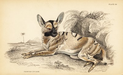 Afrikansk vildhund, Lycaon pictus, truet af William Home Lizars