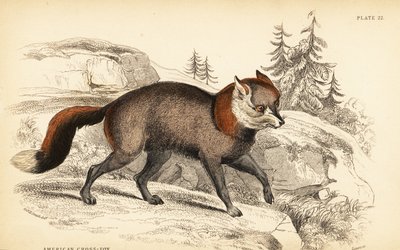 Amerikansk krydsræv, ræve ræve af William Home Lizars