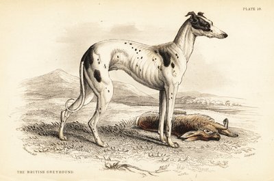Britisk mynde, Canis leporarius af William Home Lizars
