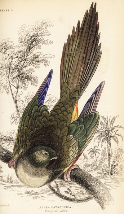 Gravende papegøje eller patagonisk conure, Cyanoliseus patagonus af William Home Lizars